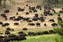 Buffalo Roam